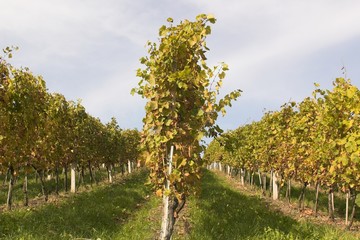 autum vineyards