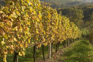 autum vineyards