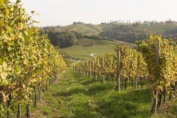 Fototapeta na wymiar vineyards