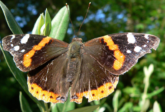 papillon vulcain