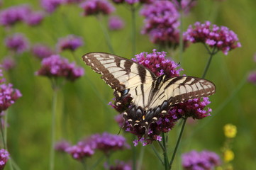 Fototapeta na wymiar eastern tiger swallowtail butterfly