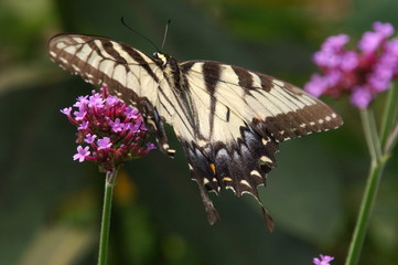 eastern tiger swallowtail butterfly