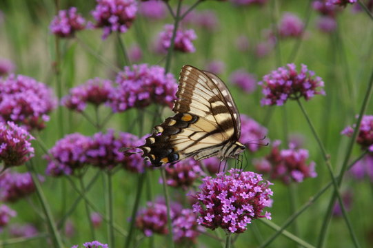 Eastern Tiger Swallowtail Butterfly