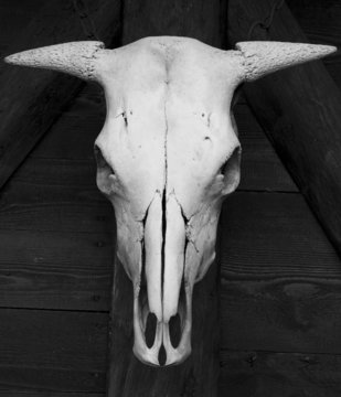 skull