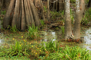 swamp floor