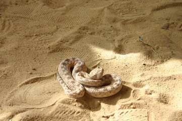 tunisie serpent
