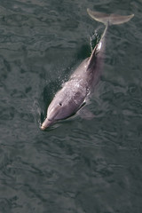 dolphin with head out of water.