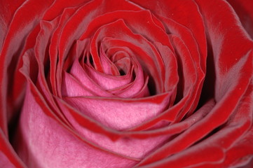 rose satinee