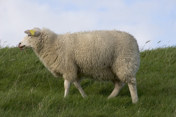 Naklejka premium sheep
