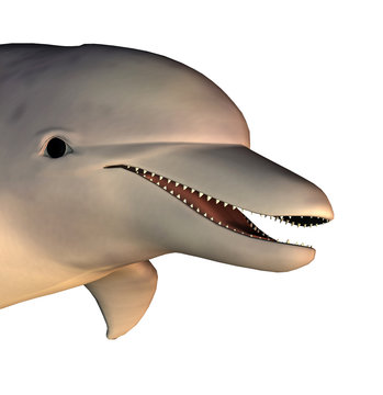 render dolphin