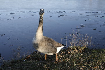 le canard en col&egrave;re
