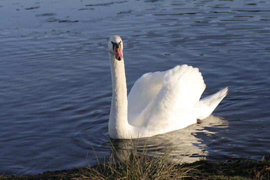 le cigne 2