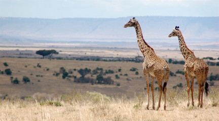 giraffe in masai mara, kenya - obrazy, fototapety, plakaty