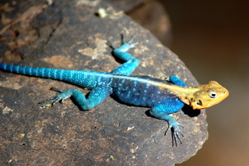 gecko lizard at samburu national reserve, kenya