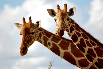 giraffe in samburu national reserve, kenya