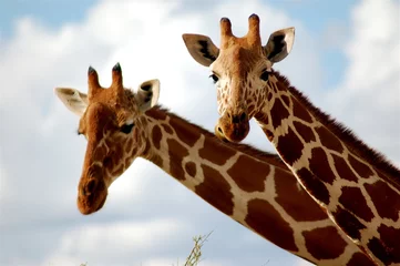 Gordijnen giraf in samburu nationaal reservaat, kenia © Scott McLean