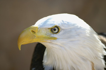 bald eagle head