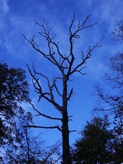 dead tree
