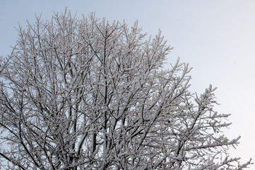 Fototapeta na wymiar snow over tree