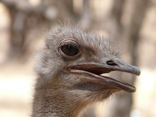 ostrich