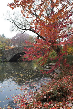 autumn at glasgow birdge