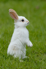 Obraz premium white rabbit on the grass