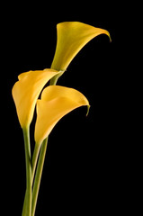 three golden yellow callas © robynmac