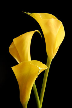 Fototapeta golden calla lilies