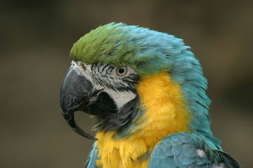 parrot ararauna
