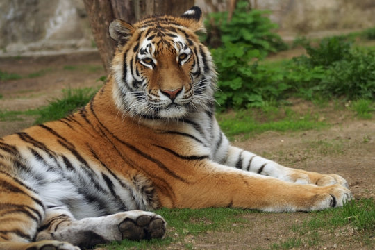 siberian tiger,  amur tiger