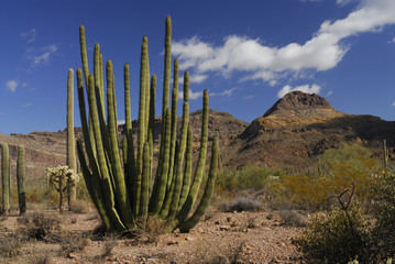 organ pipe cactus © Richard Paul