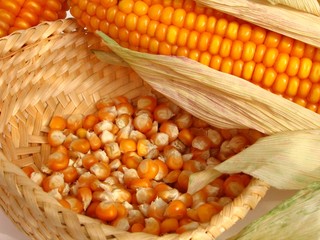 maize