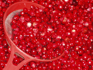 vibrant red cranberries