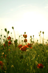 Naklejka premium field