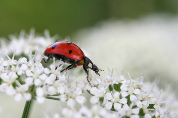 the bug