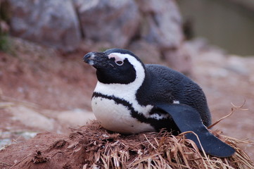 Fototapeta premium penguin