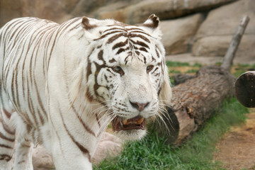 rare white tiger