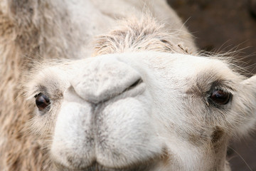 Fototapeta premium white camel