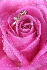 close up of gold ring in pink rose