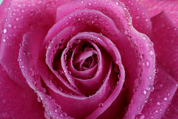 dewy rose