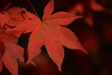 feuilles d'automne