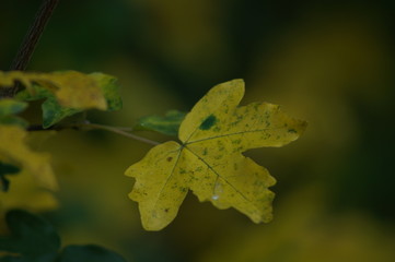 feuille d'automne