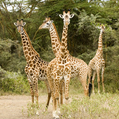 girafe massaï