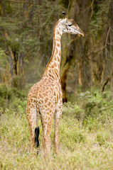 girafe massaï