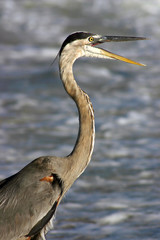 talking heron