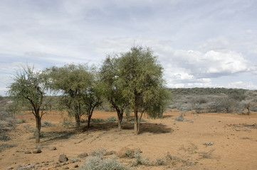 Obraz premium paysage africain