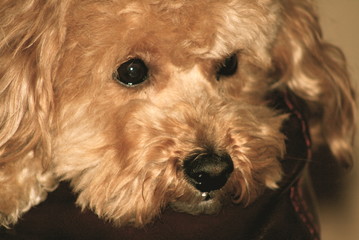 bear face