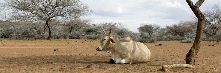 vache kenyane