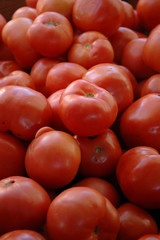 tomatoes