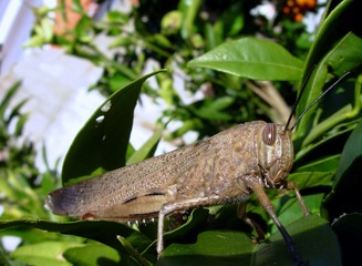 grasshopper
